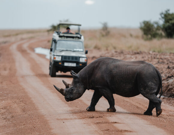 Rhino & 4x4