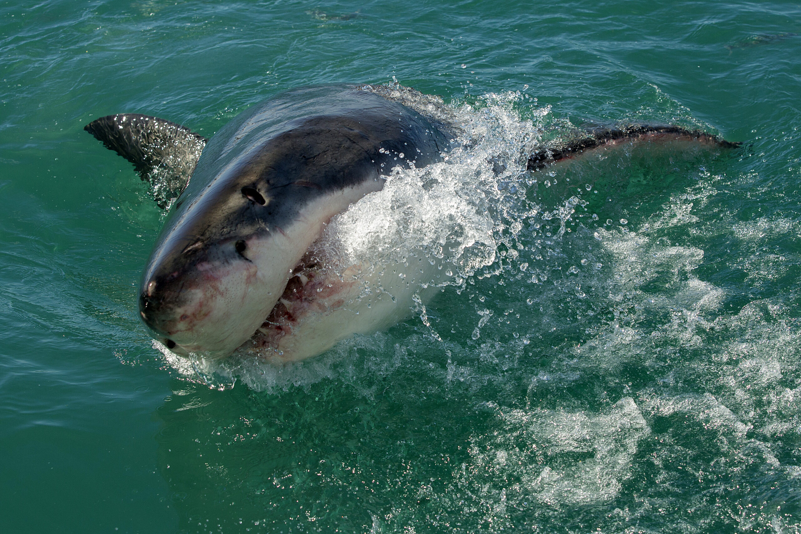 Giants Of The Sea