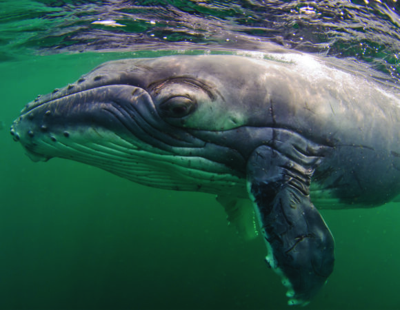 Humpback Whale