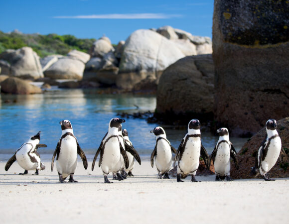 Penguins