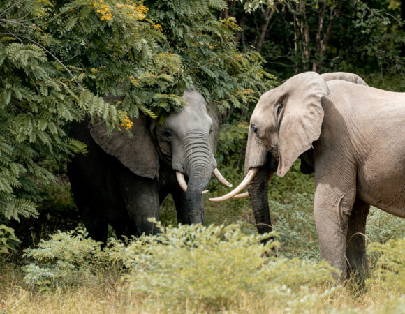 Victoria Falls, Delta & Chobe - Comfort - 2026