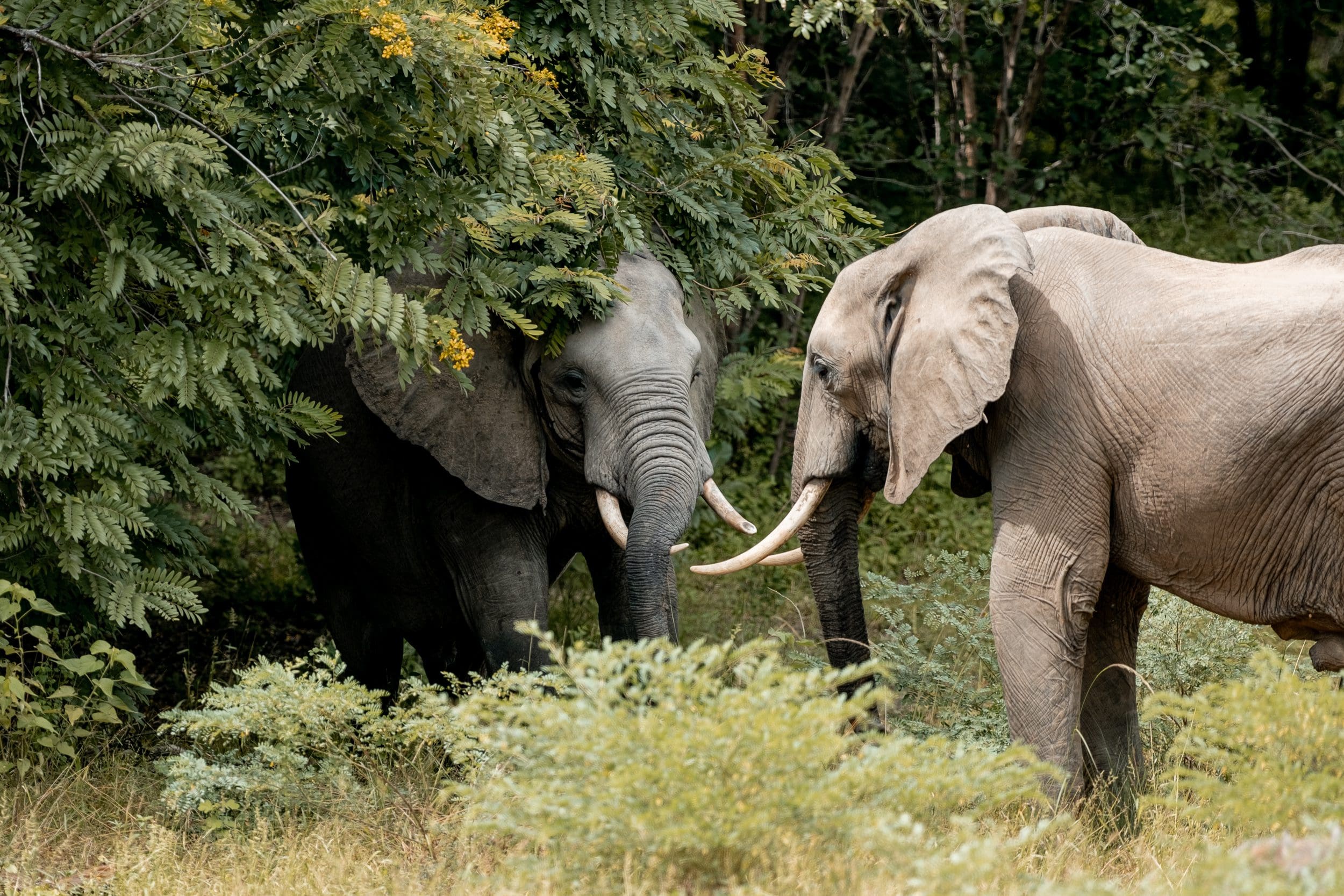 Victoria Falls, Delta & Chobe - Comfort - 2026