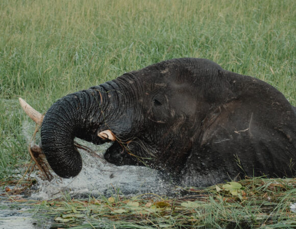 Etosha, Delta & Chobe Trail South - 2026
