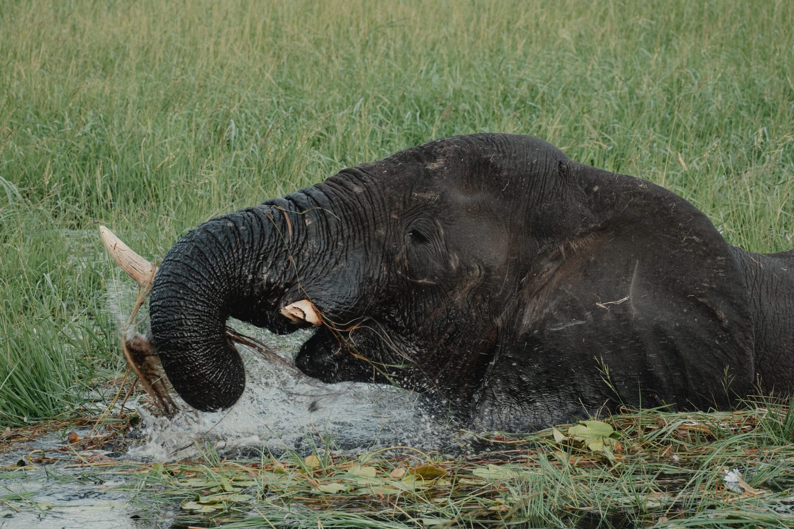 Etosha, Delta & Chobe Trail South - 2026