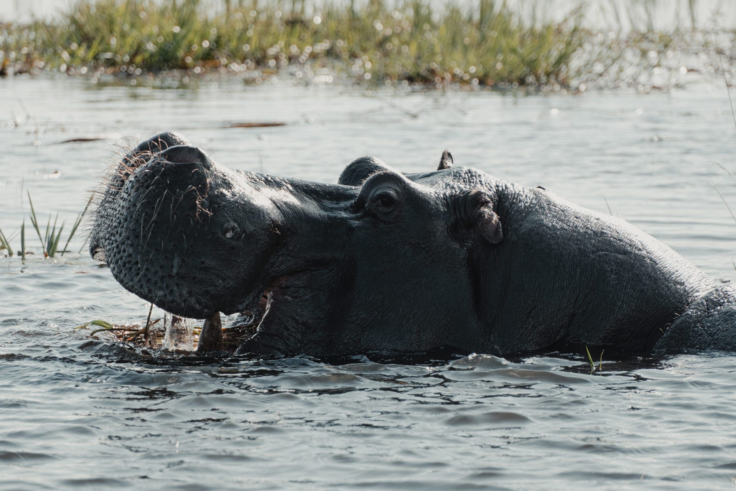 Delta, Chobe & Kruger - Comfort - 2026