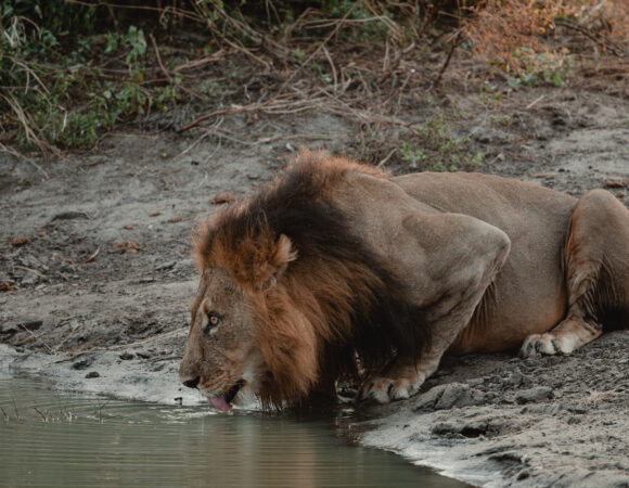 Caprivi To The Delta - Comfort - 2026