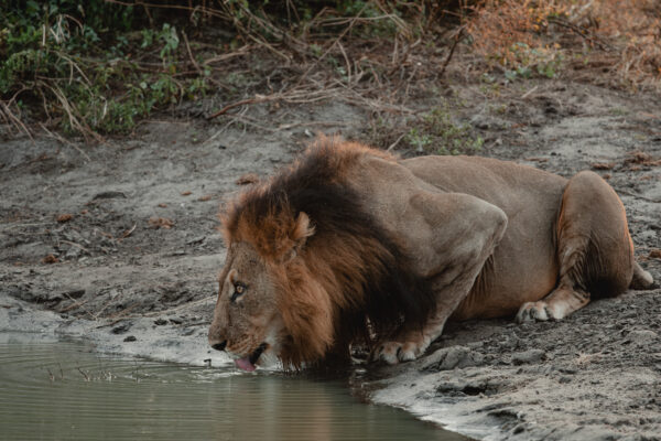 Caprivi To The Delta - Comfort - 2026