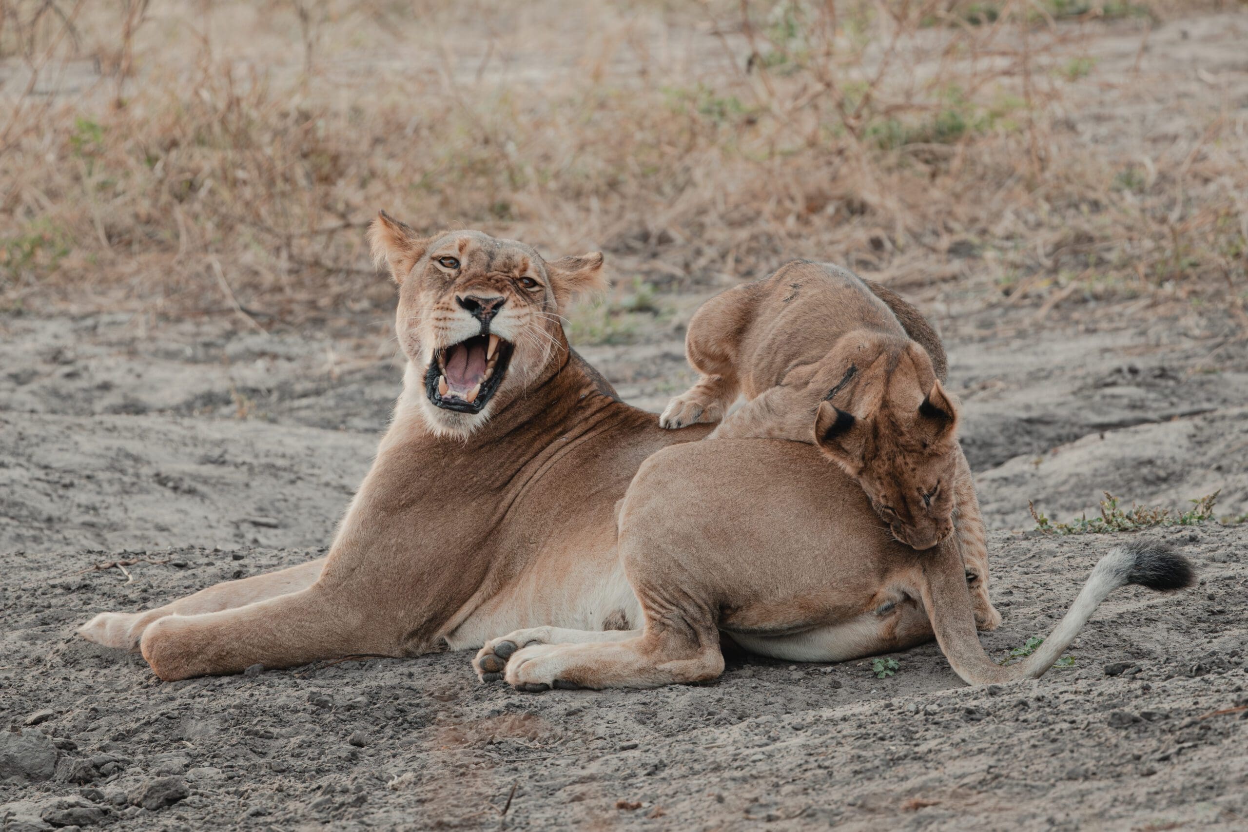 Delta & Chobe Trail - Comfort - 2026