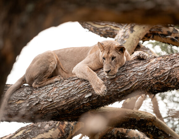 Discover Kenya - 2026