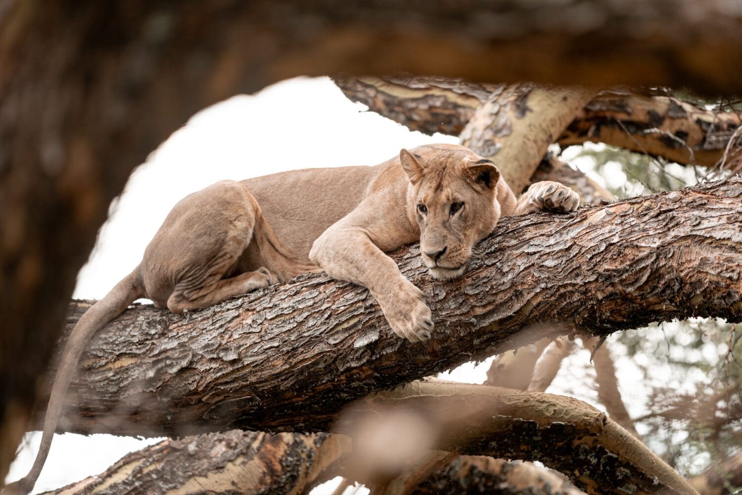 Discover Kenya - 2026