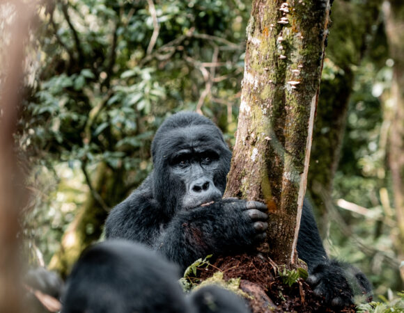 Delta To The Gorillas - 2026