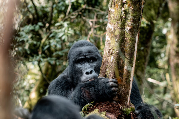 Delta To The Gorillas - 2026