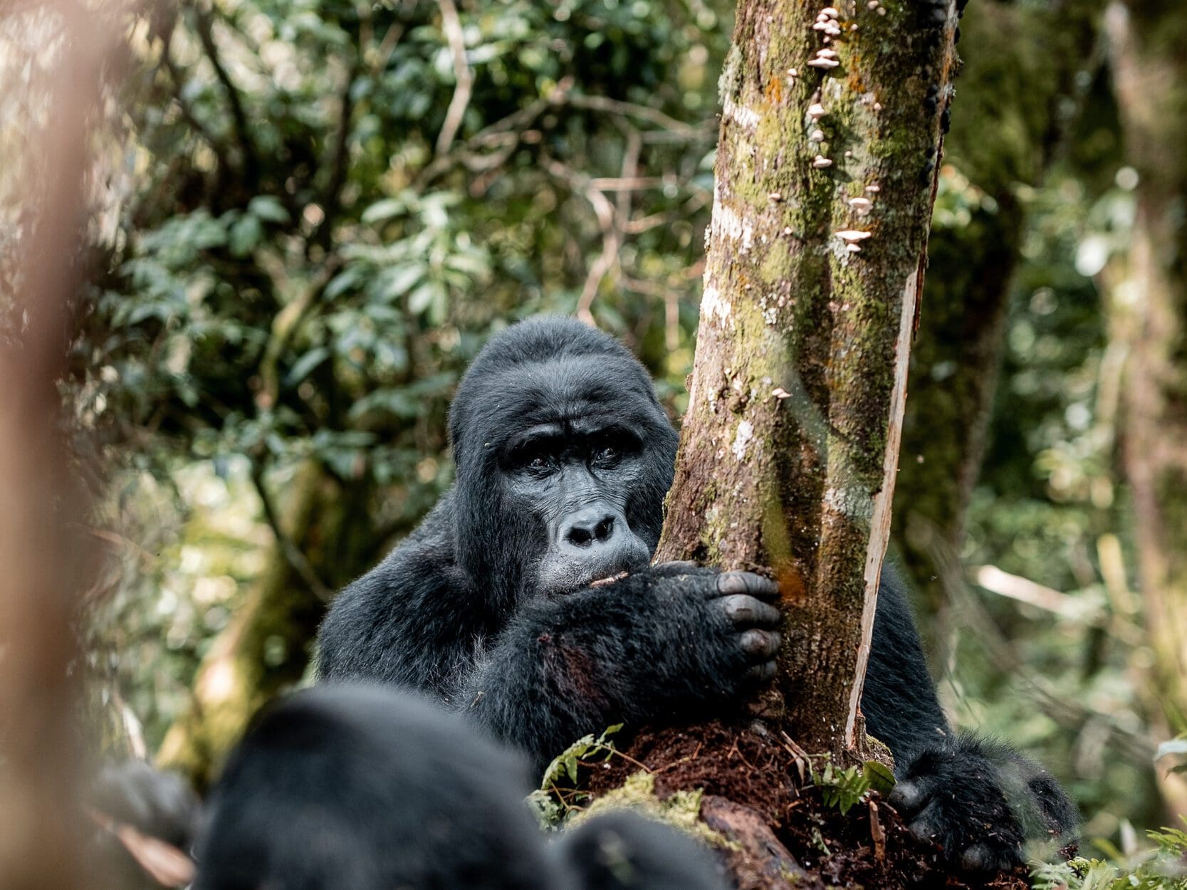Delta To The Gorillas - 2026