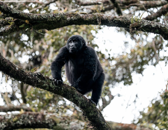 East Africa & Gorillas South - 2026