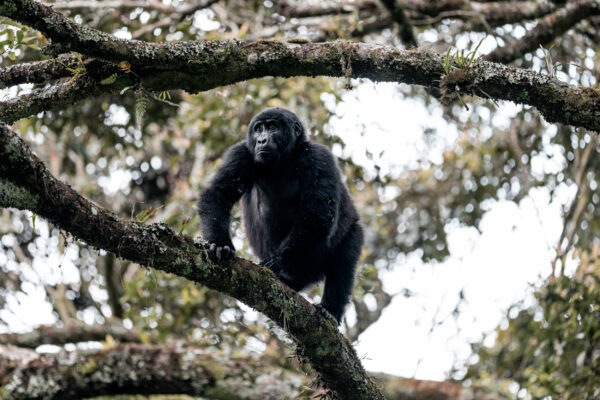 East Africa & Gorillas South - 2026