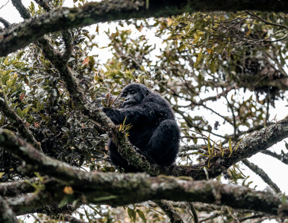 East Africa & Gorillas North - 2026