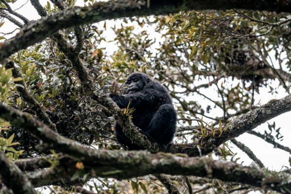 East Africa & Gorillas North - 2026