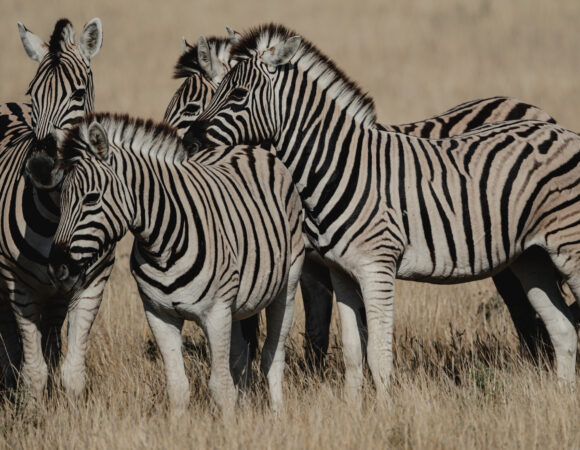 Etosha, Delta & Chobe Trail North - 2026