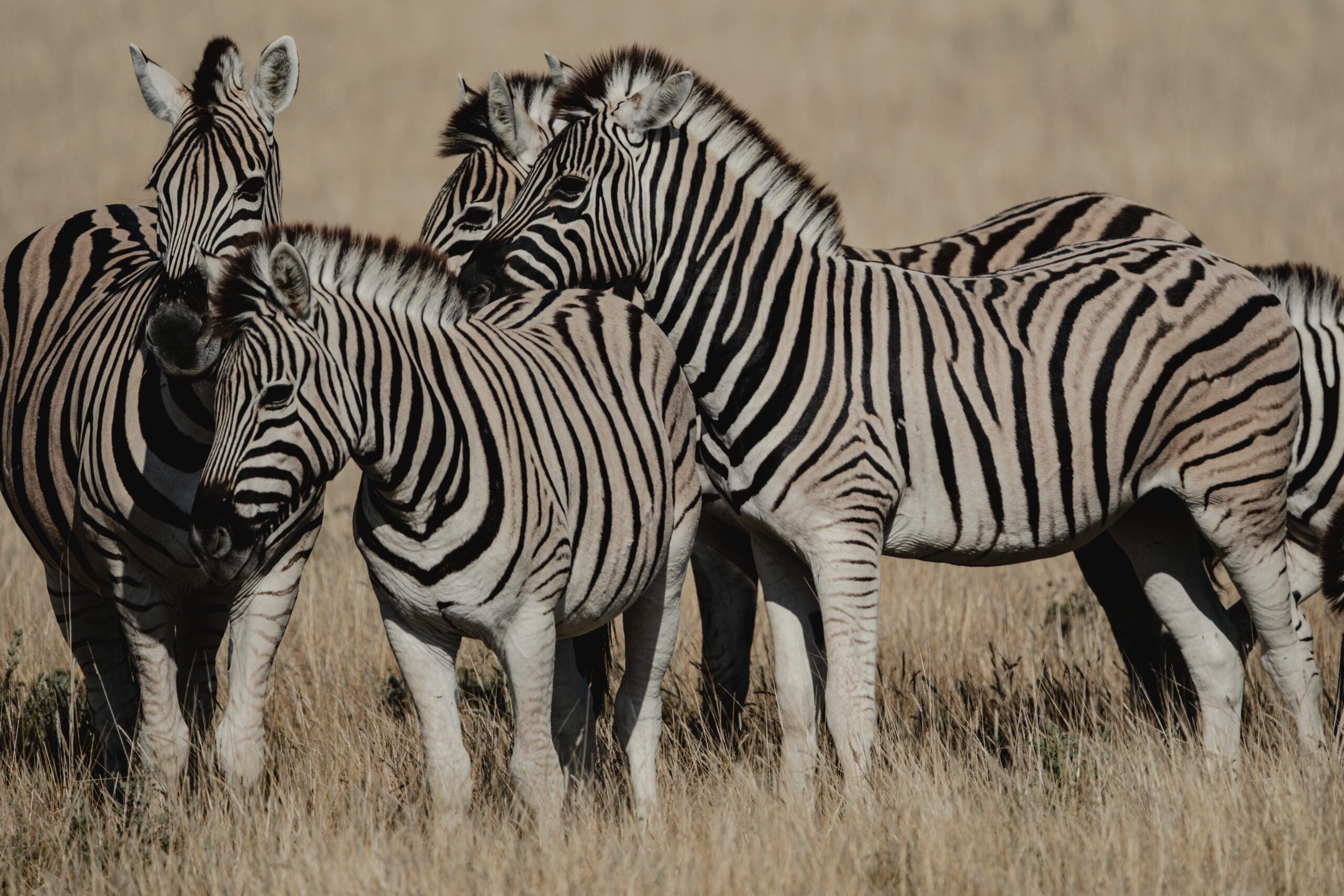 Etosha, Delta & Chobe Trail North - 2026