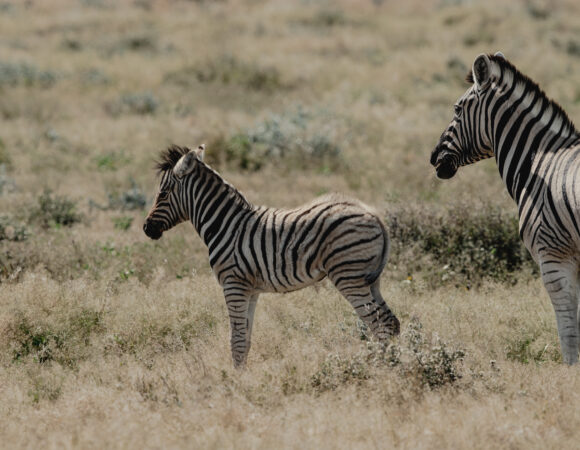 Etosha, Delta & Chobe Trail - Comfort - 2026