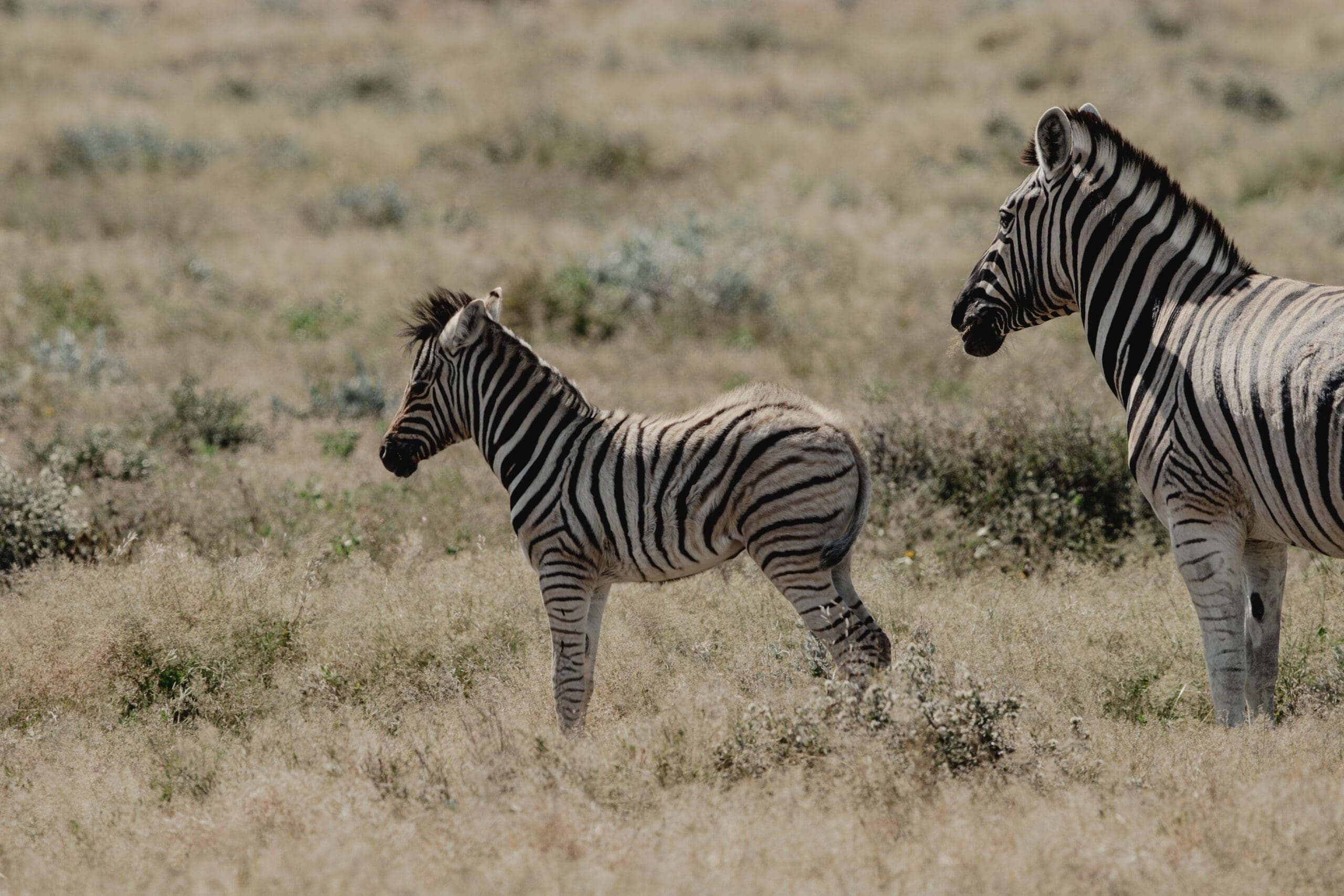 Etosha, Delta & Chobe Trail - Comfort - 2026