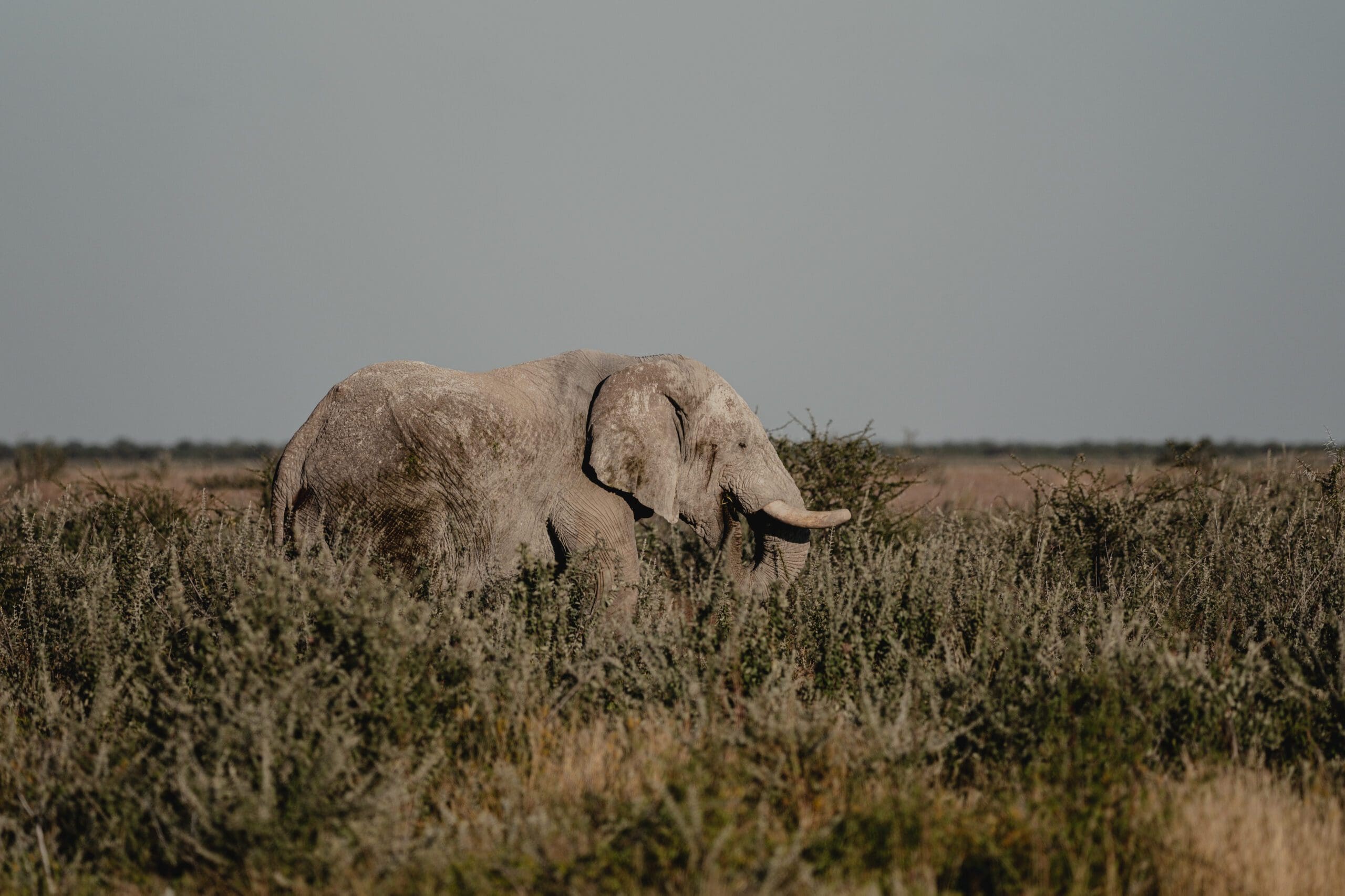 Cape to Vic & Mozambique - Comfort - 2026