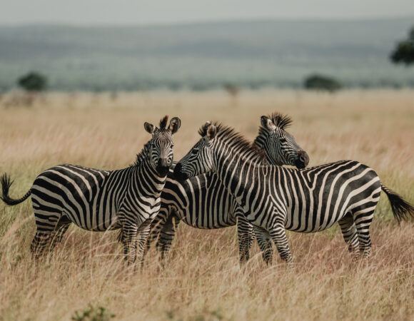 Best Of Africa South - 2026