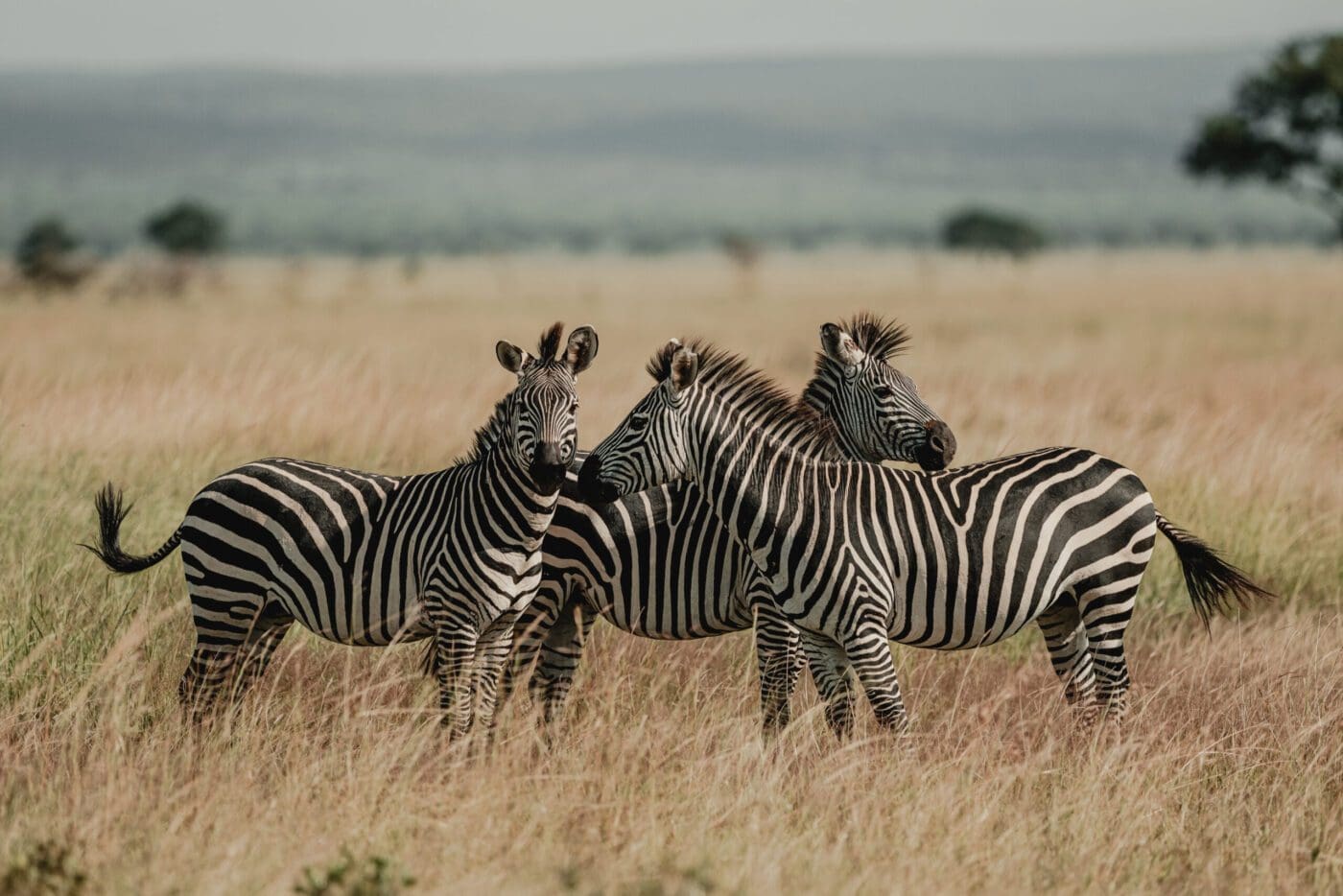 Best Of Africa South - 2026