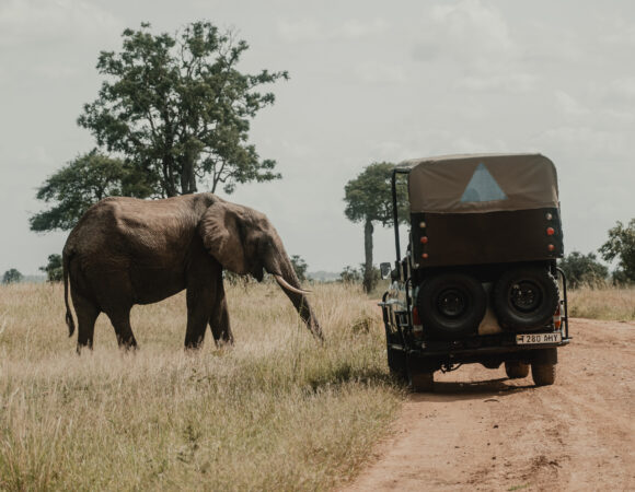 Highlights Of Kenya & Tanzania - 2026