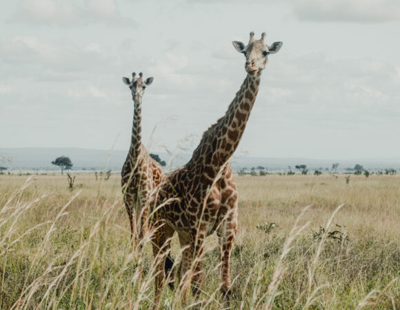 Cape Town To Nairobi North - 2026