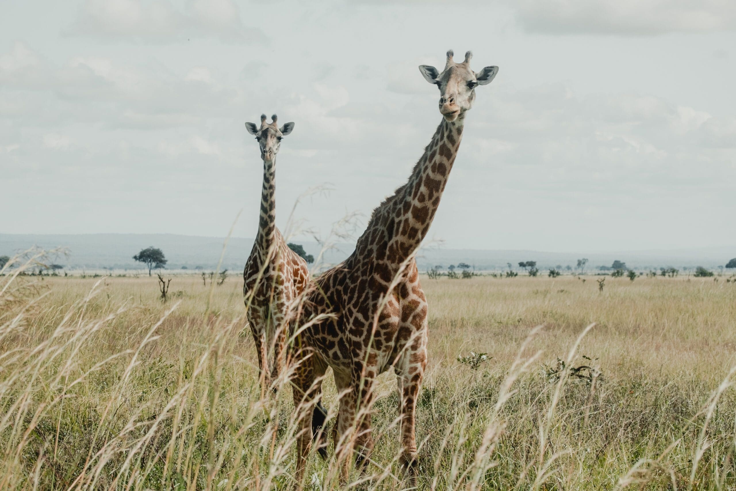 Cape Town To Nairobi North - 2026