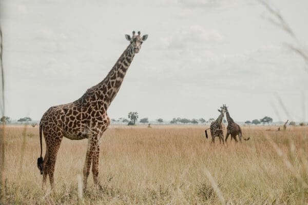 Delta To Zanzibar - 2026