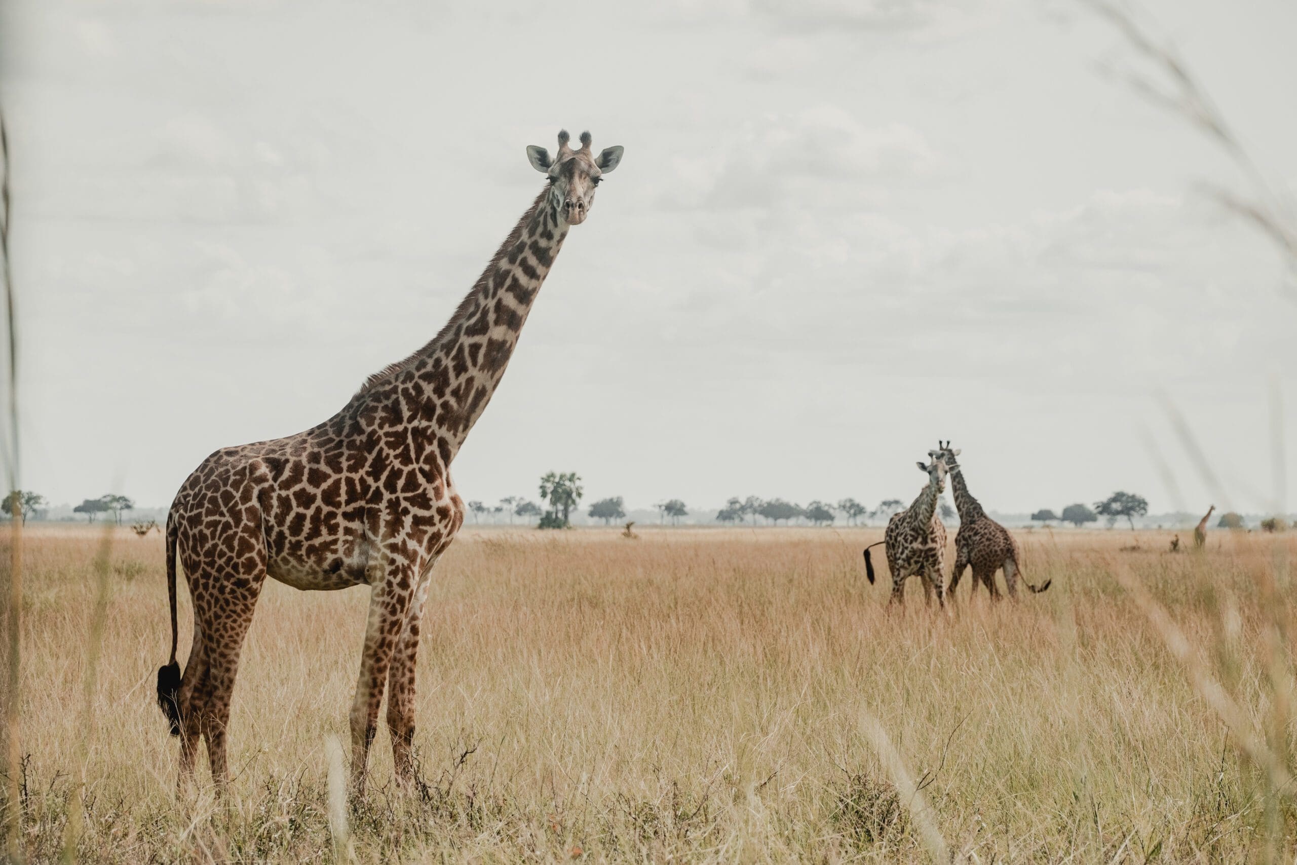 Delta To Zanzibar - 2026