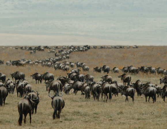 Caprivi & Delta To Nairobi - 2026