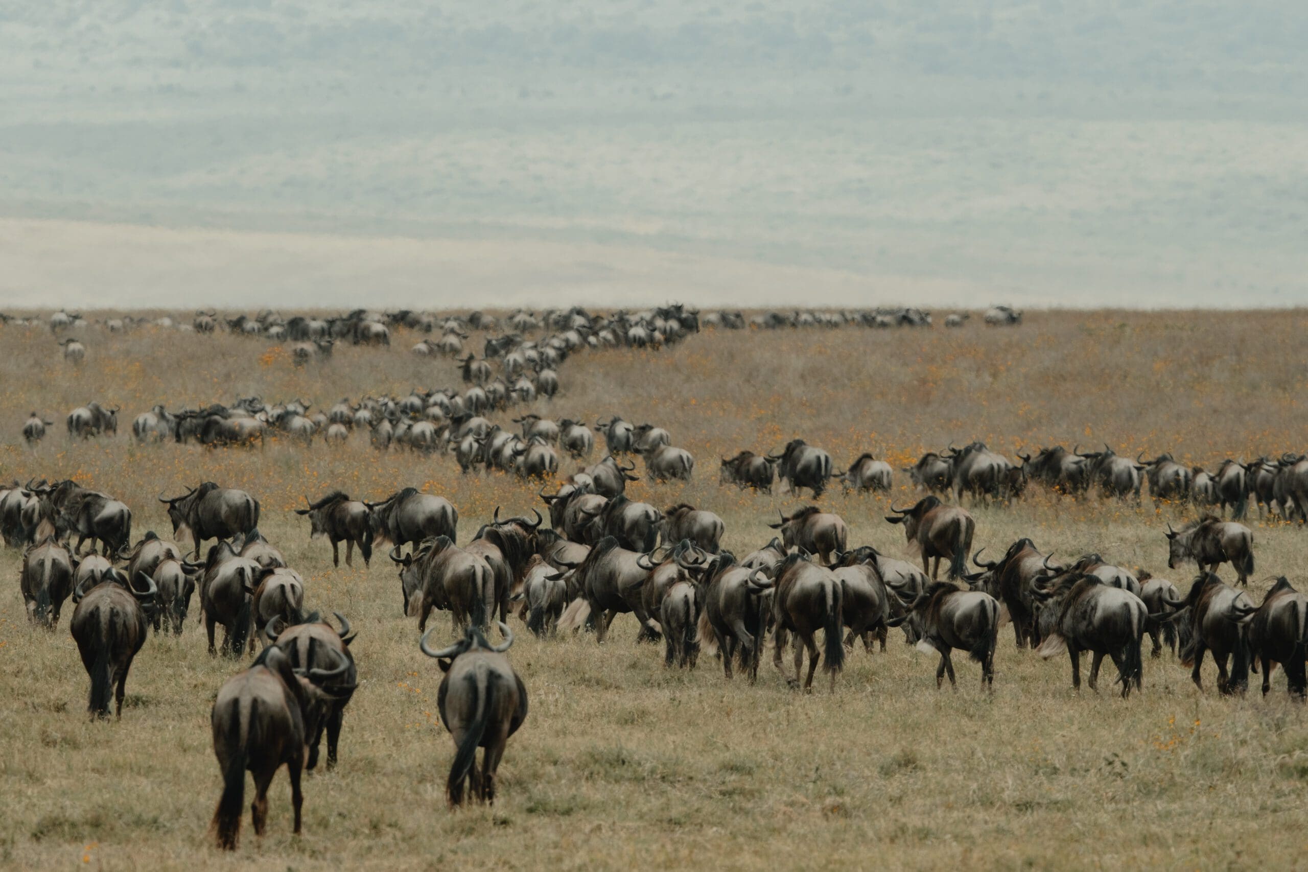 Caprivi & Delta To Nairobi - 2026