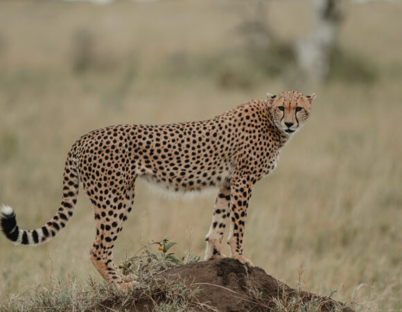 Nairobi To Victoria Falls South - 2026