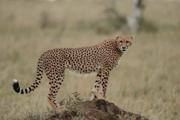 Nairobi To Victoria Falls South - 2026