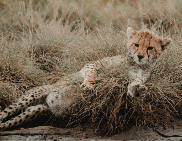 Best Of Africa North - 2026