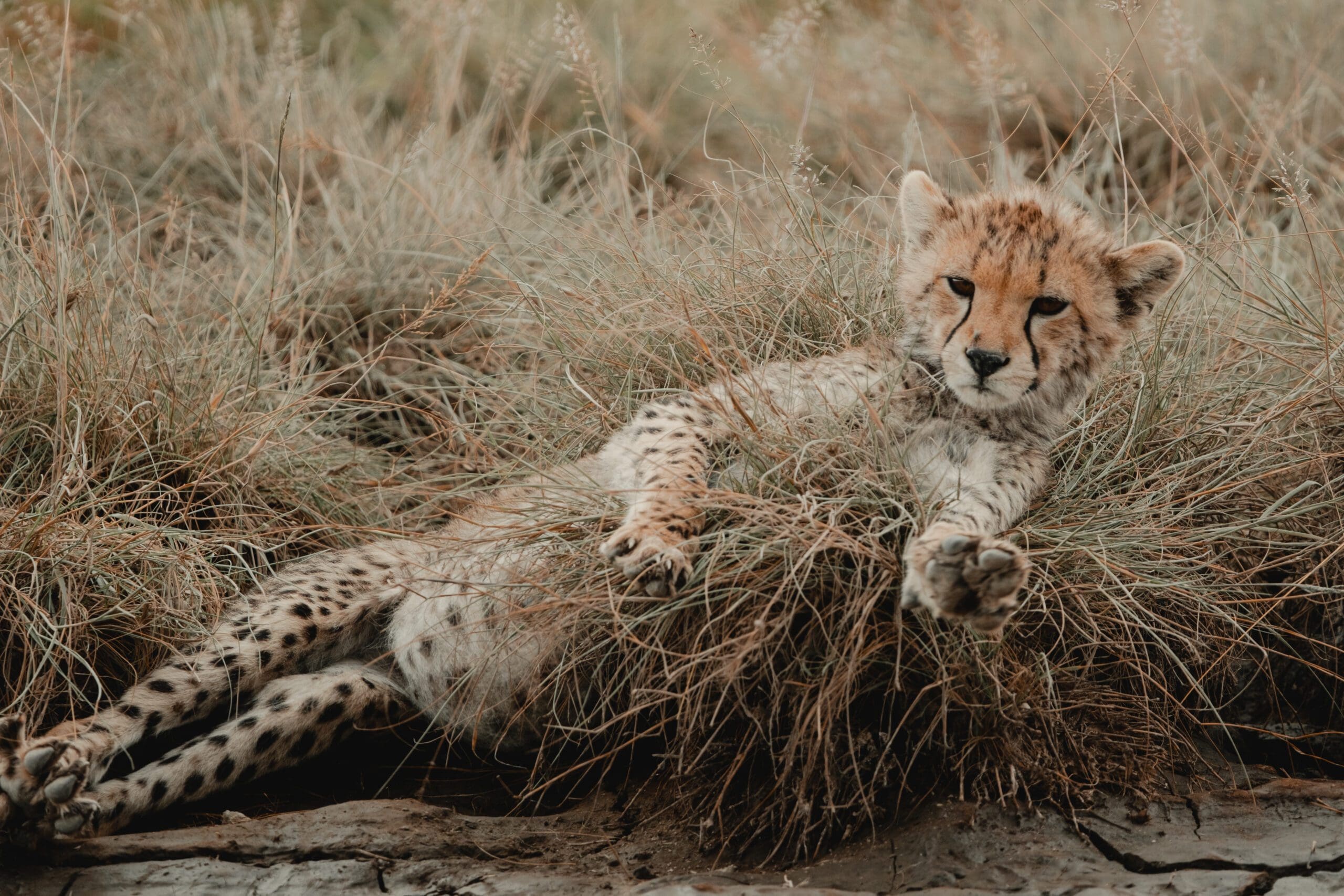 Best Of Africa North - 2026