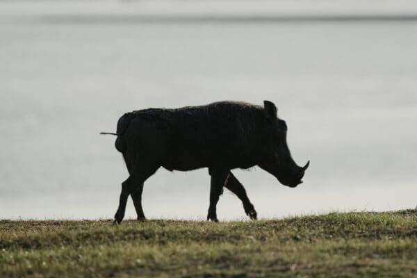 Zanzibar & Vic Falls South - 2026