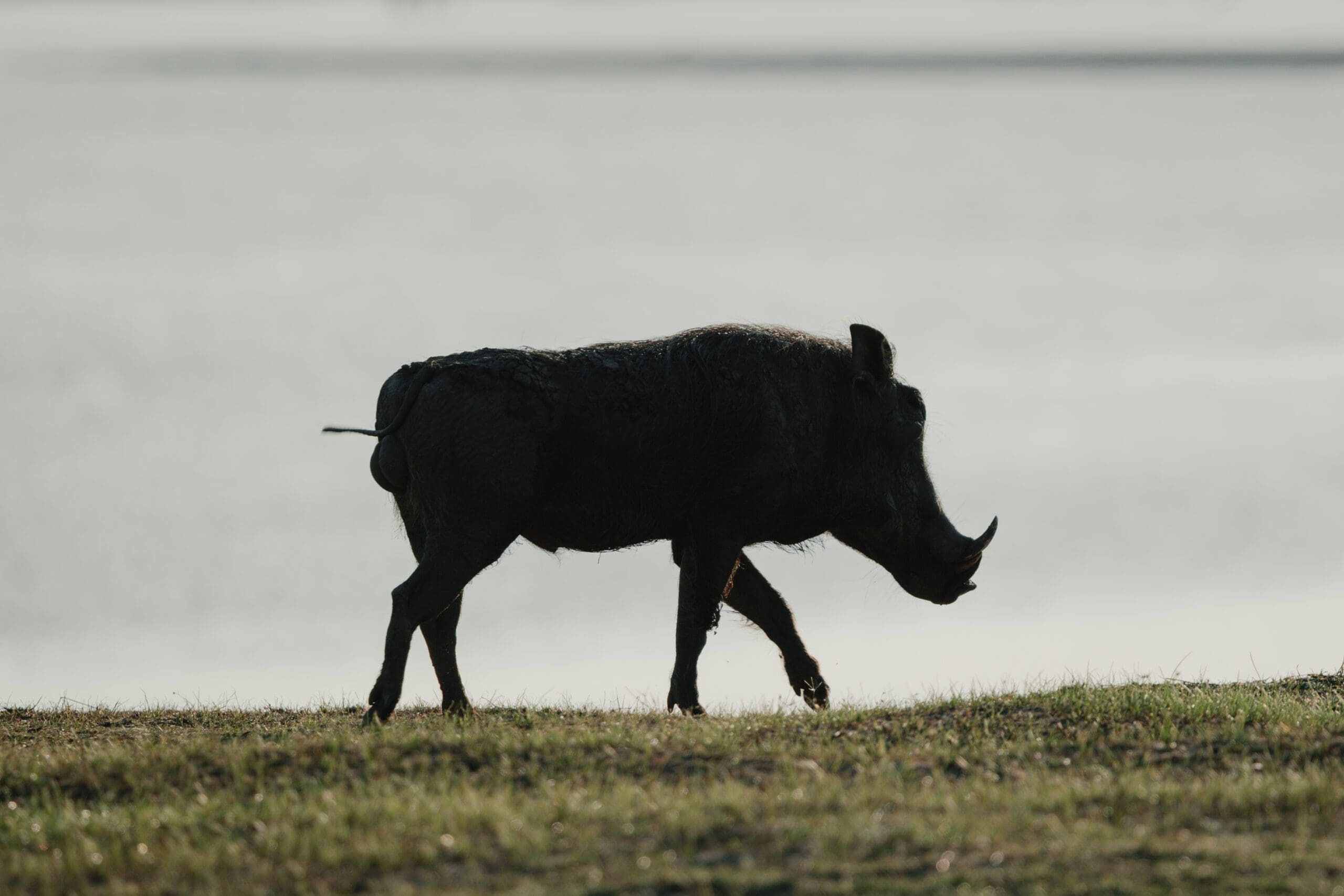 Zanzibar & Vic Falls South - 2026