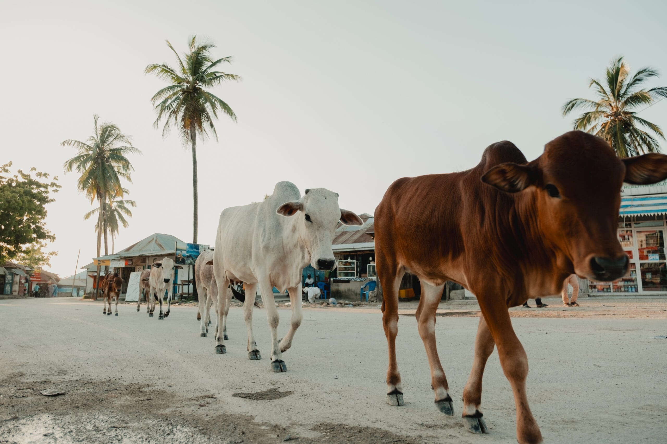 Gorillas To Zanzibar South - 2026