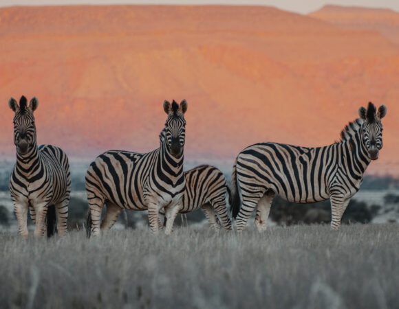 Namibia On The Go