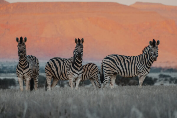 Namibia On The Go