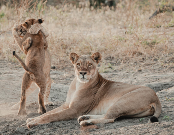 Lions