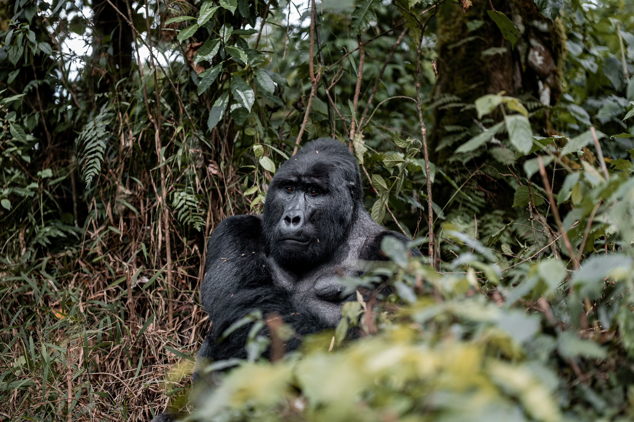 Gorillas Uganda
