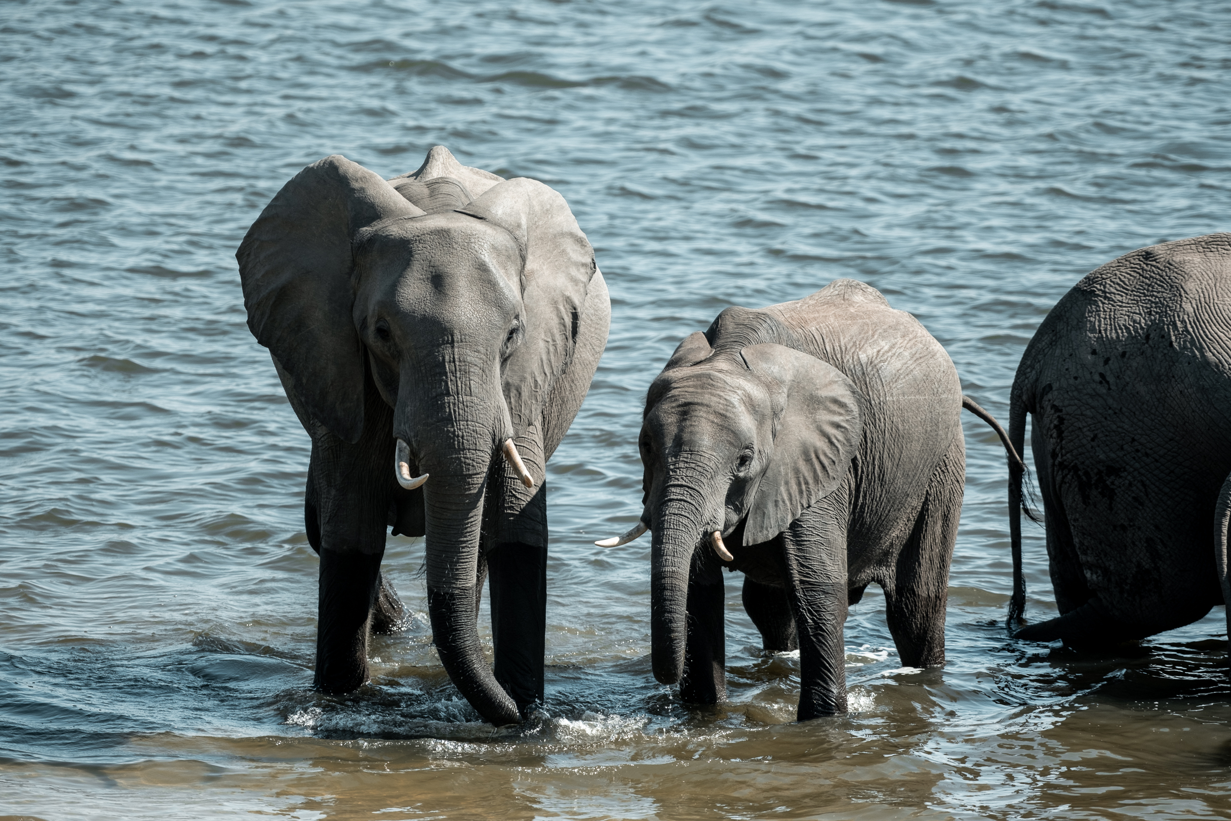 Cape, Chobe & The Falls