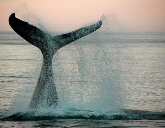 shutterstock_44240422