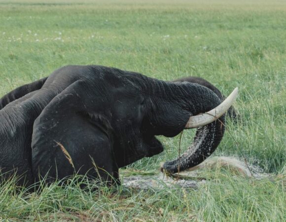 The Long & Short of It: African Tours for Under Two Weeks