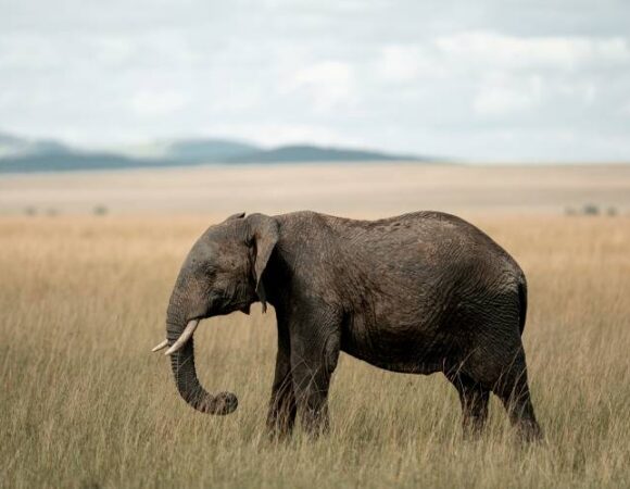 The Ultimate East Africa Safari Guide: From Nairobi to the Serengeti